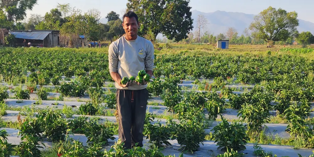 Have You Ever Prayed For More Capsicums?